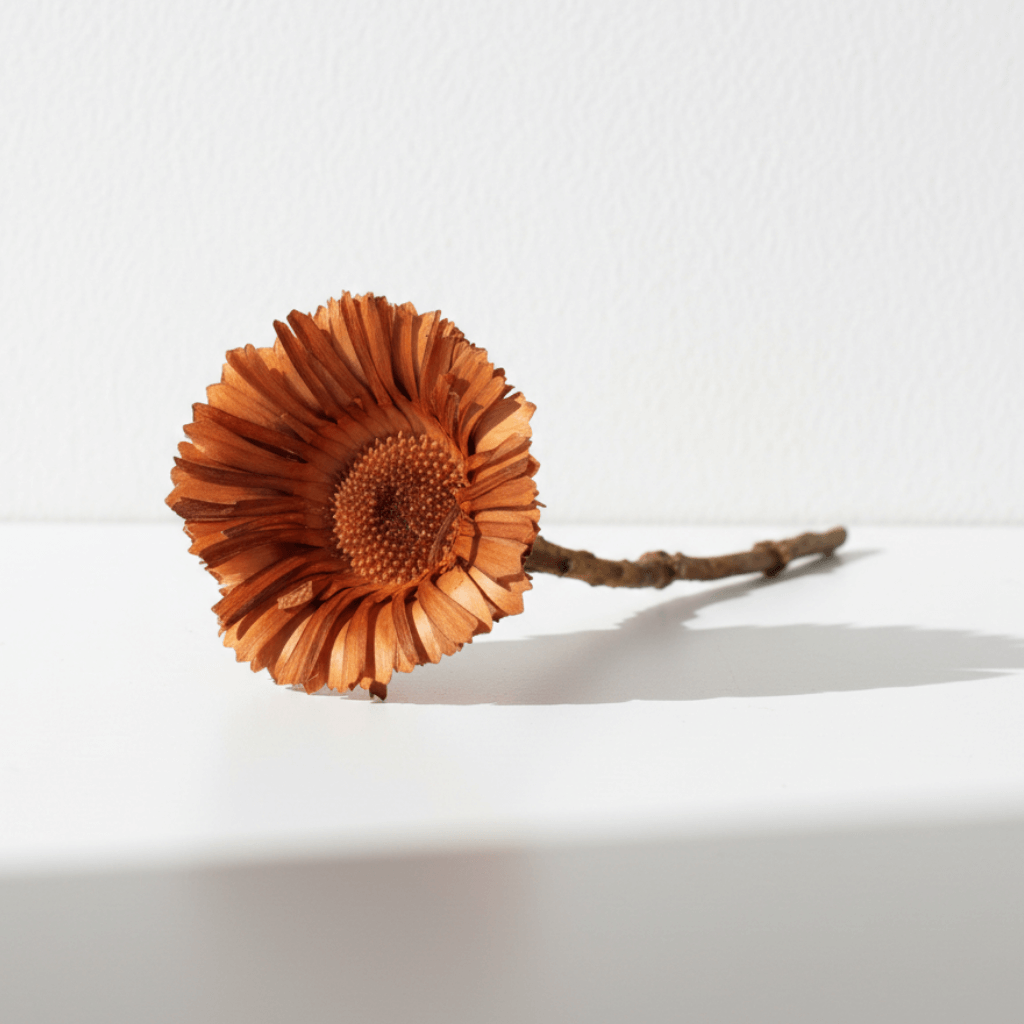 Sušená Obtusifolia – hnědá, přírodní dekorace pro aranžmá